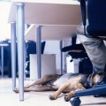Bring Pets to Work Bring Pets to Work