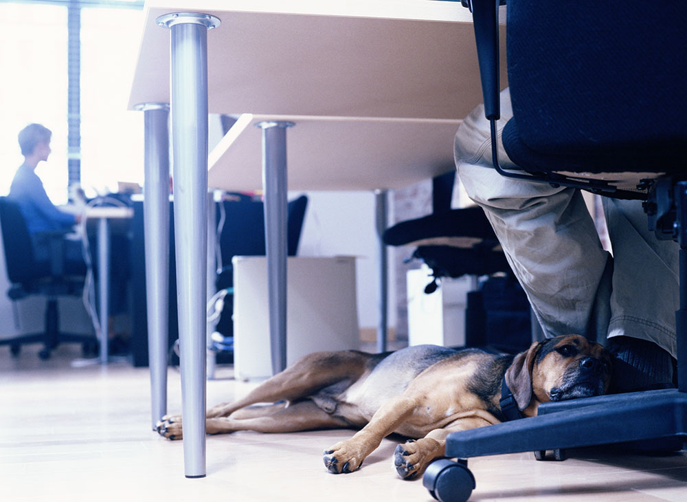 Mixed-Breed Dog with Owner at Office